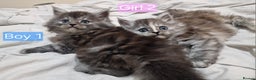 Maine Coon cats for sale: 4 mainecoon kittens looking for home in Bury - Advert 19