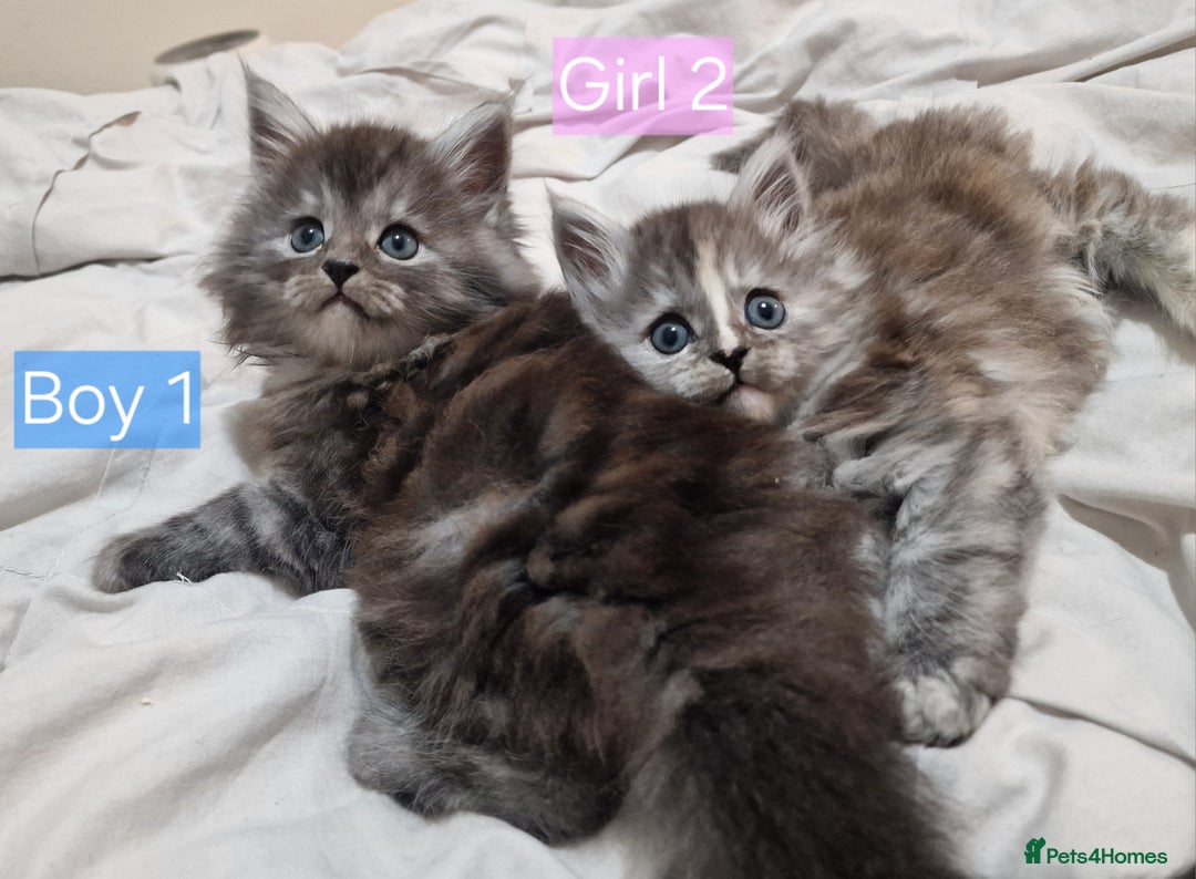 Maine Coon cats for sale: 4 mainecoon kittens looking for home in Bury - Advert 19