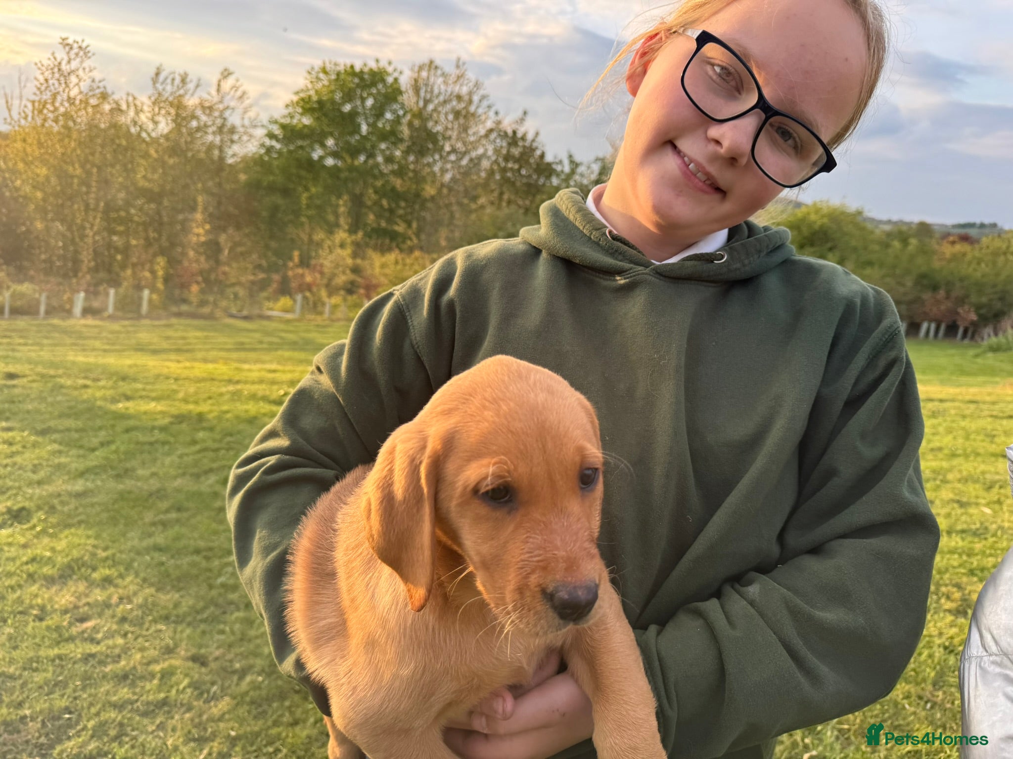 Labrador Retriever dogs for sale: Working Pet Bred; Highly Regarded Labrador Lineage - Advert 17
