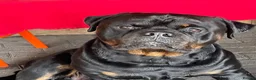 Rottweiler dogs for sale: Rotweiler puppy’s  in Swanscombe - Advert 9