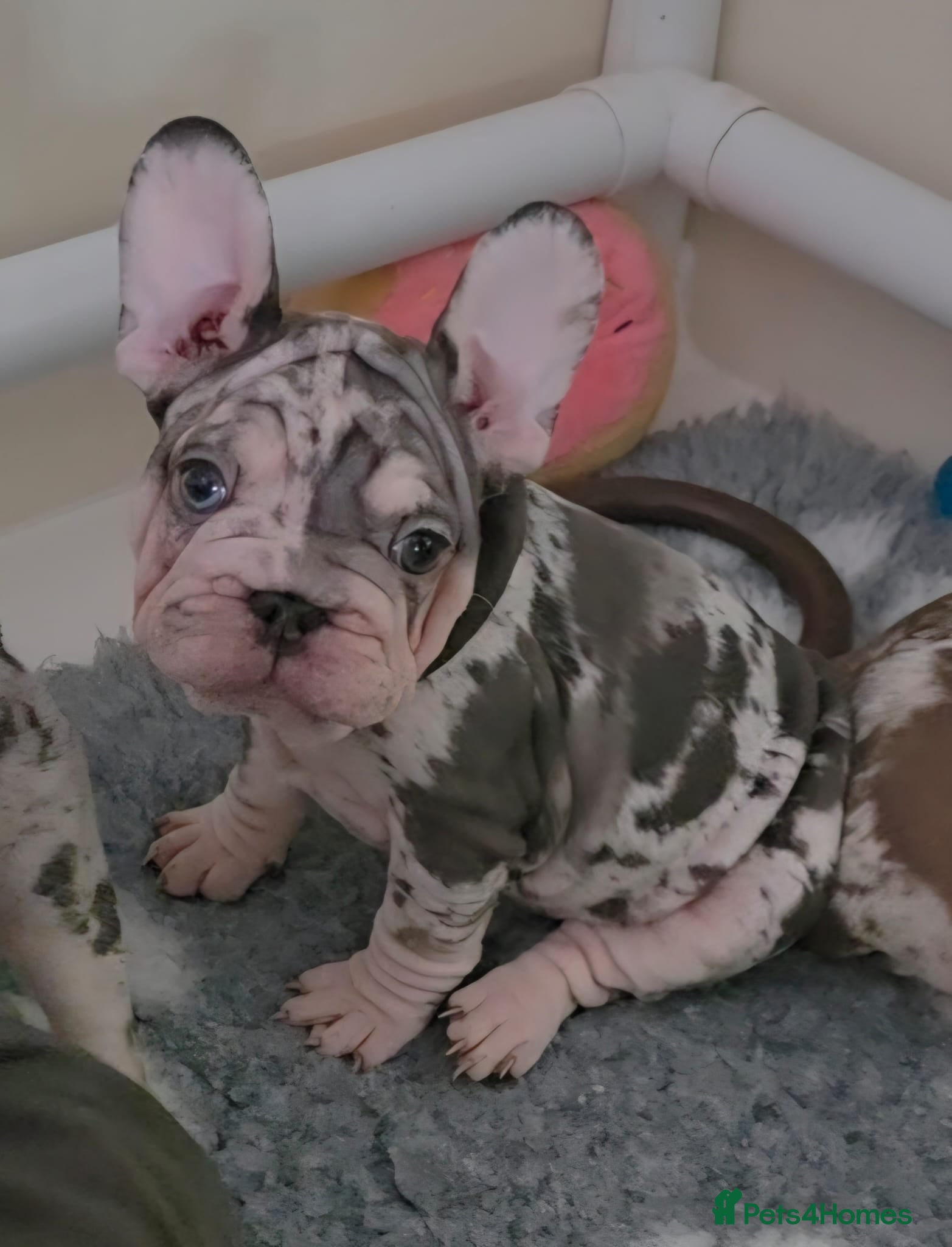 French Bulldog dogs 🔥Absolutely Stunning Velvet French Bulldog Pups🔥 - Advert 2