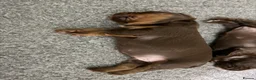 Sprocker dogs for sale: Beautiful Sprocker puppies  - Advert 5