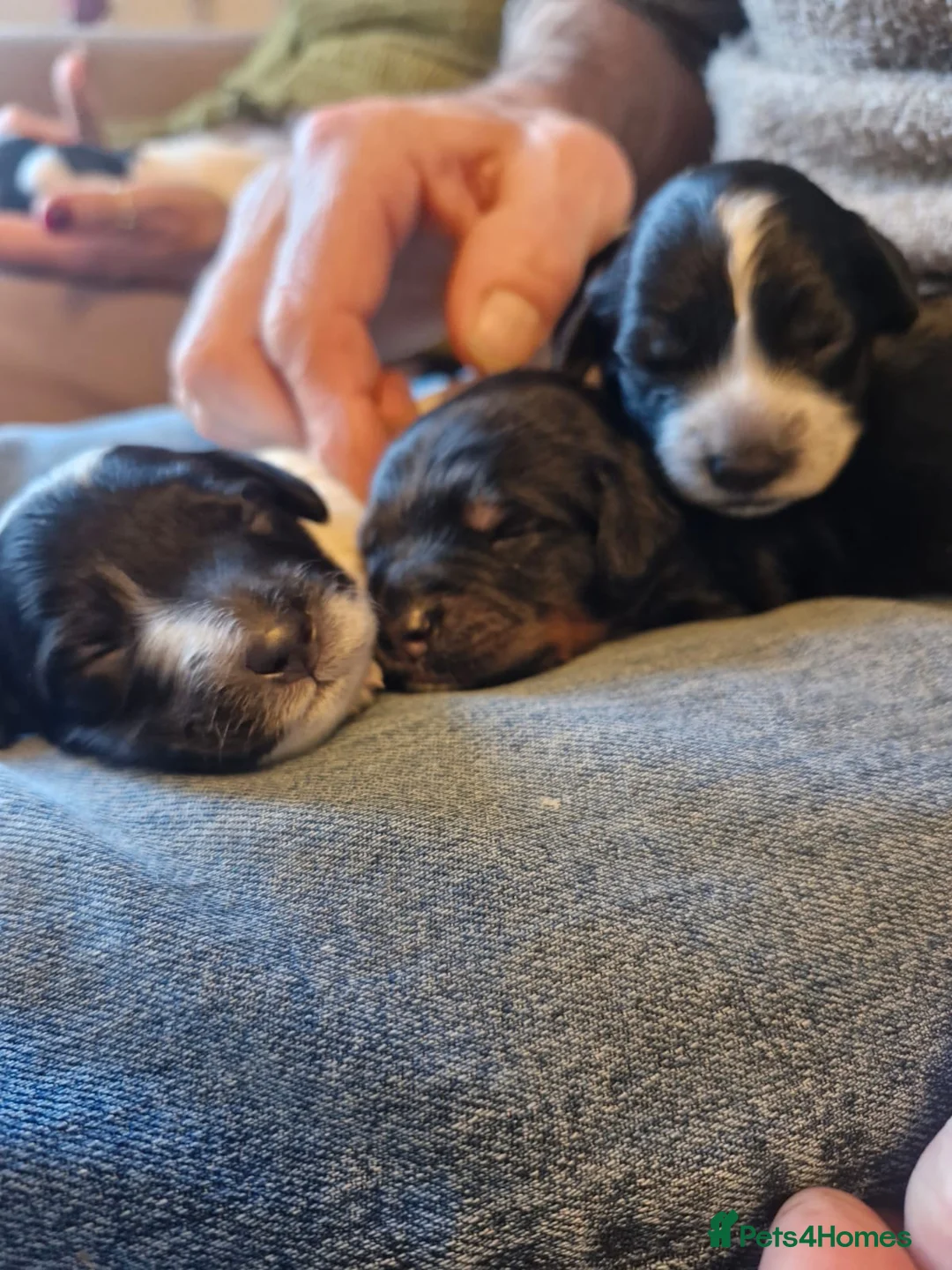 Cockapoo dogs for sale: 6 miniature Cockapoo Puppies - Advert 14