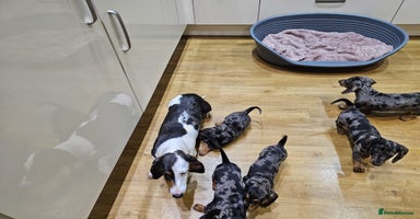 Dachshund dogs - Advert 4