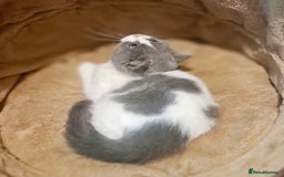 British Shorthair cats for sale: Gorgeous Blue Bicolour British Shorthair Male - Image 19