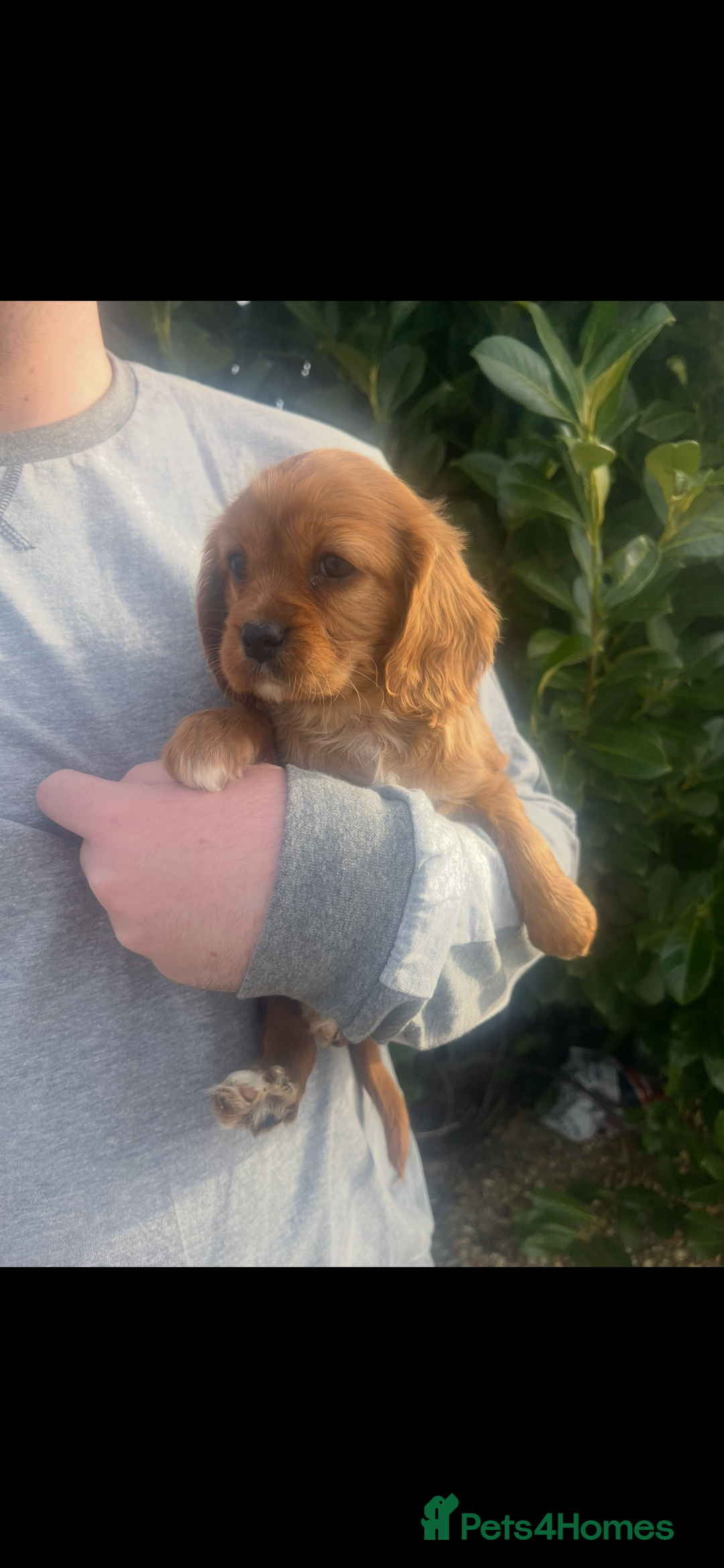Cavapoo dogs for sale: Cavapoo Boys Only  - Advert 2