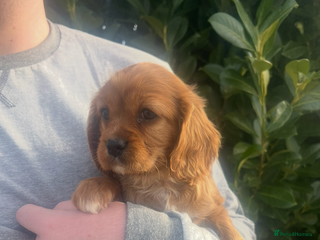 Cavapoo dogs Cavapoo Boys Only - Advert 5