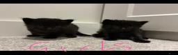 Mixed Breed cats for sale: 6x Part bengal/long haired kittens  - Advert 12