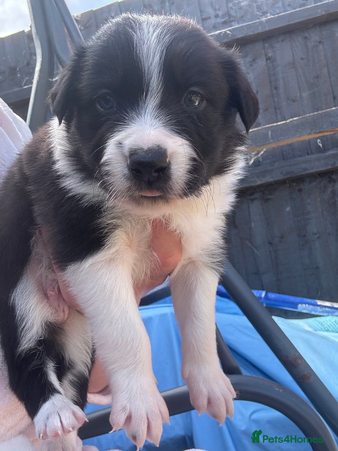 Border Collie dogs for sale: Fluffy long coat Blue merle border collie puppies - Image 11