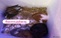 Guinea Pig rodents for sale: Beautiful baby Guinea pigs  - Advert 3
