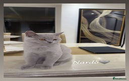 British Shorthair cats for sale: British short hair  - Image 1