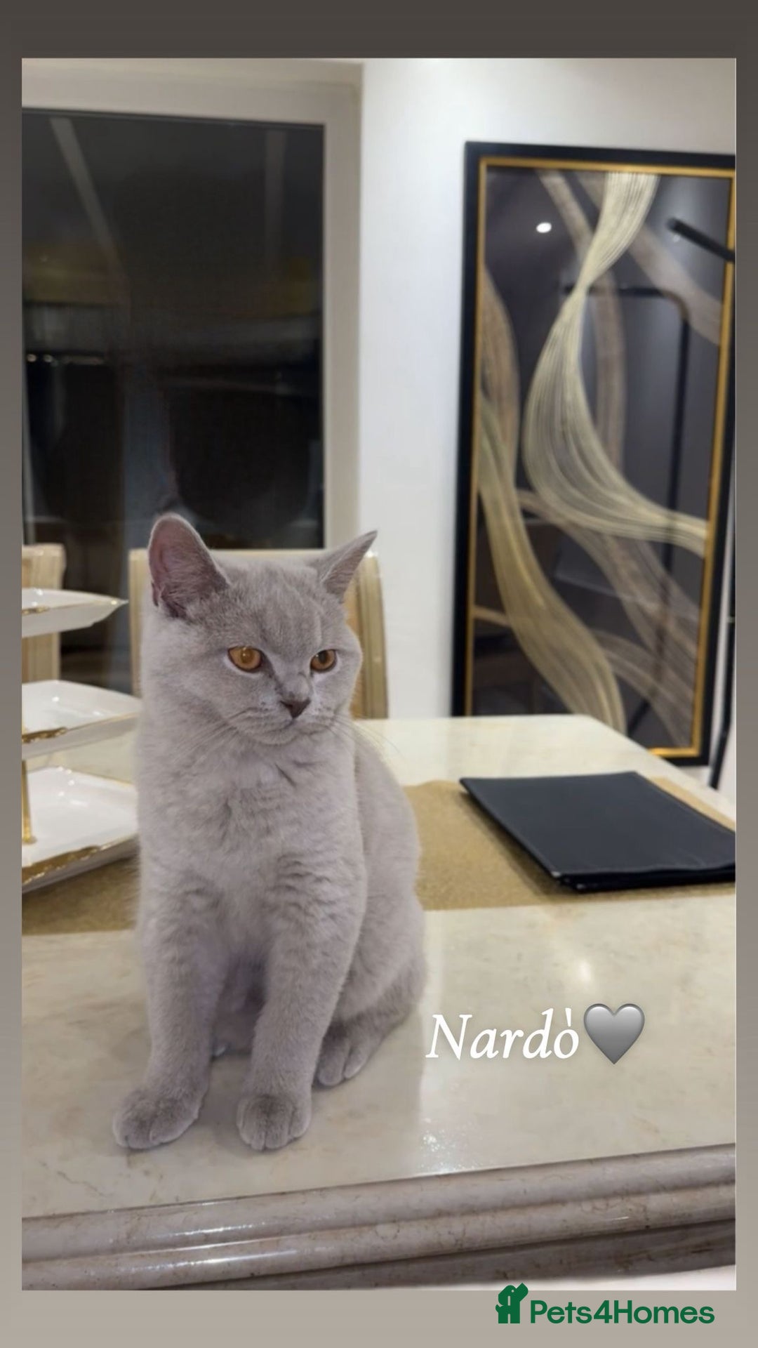 British Shorthair cats for sale: British short hair  - Image 1