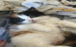 Mixed Breed cats for sale: Calio Kitten Female 2 Months Old - Image 2