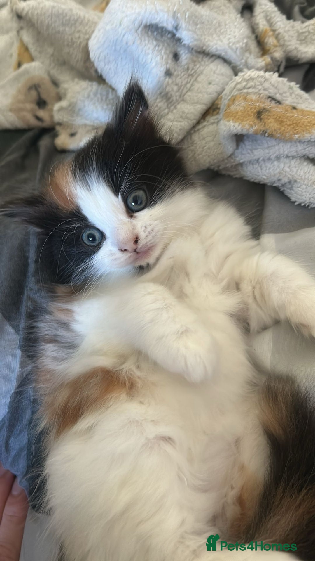 Mixed Breed cats for sale: Calio Kitten Female 2 Months Old - Image 2