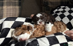 Shihpoo dogs for sale: Adorable Shih Tzu x Toy Poodle (Shih-Poo) Puppies - Image 3