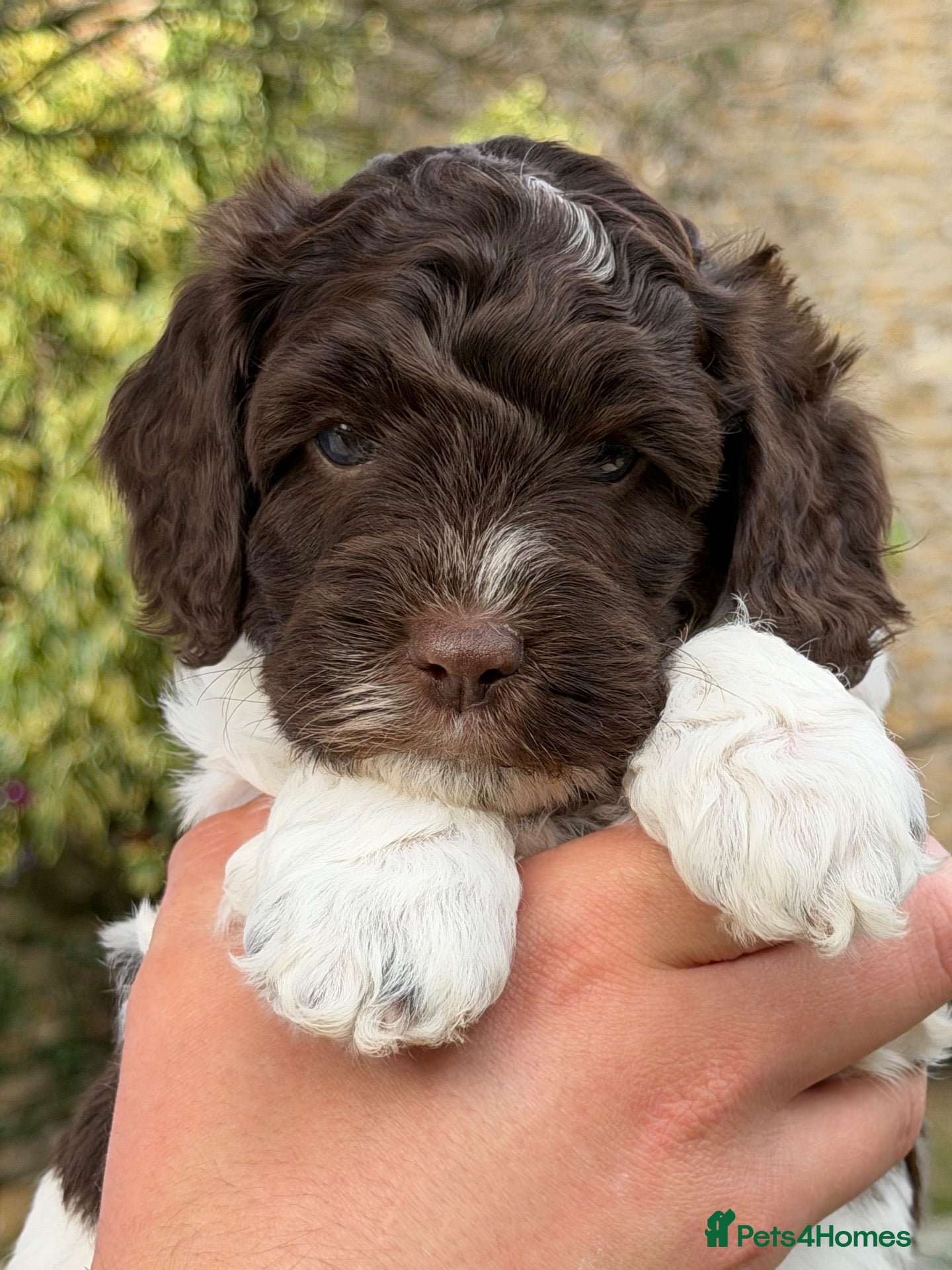 Cockapoo dogs F1b Cockapoos 5⭐️ Licensed Breeder Full DNA Clear - Advert 1