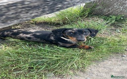 Miniature Dachshund dogs for sale: Miniature dachshund FEMALE  - Image 10