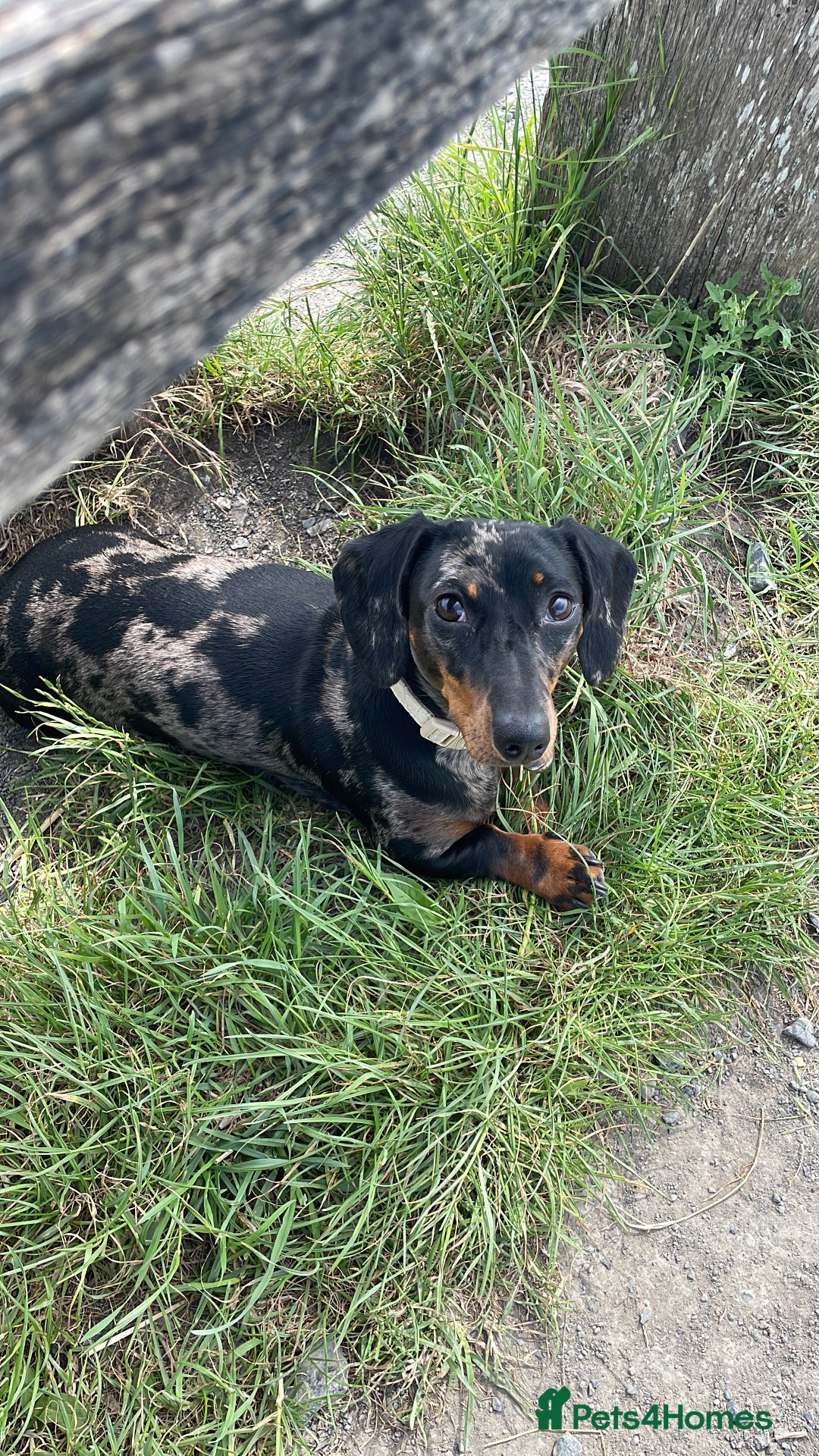 Miniature Dachshund dogs for sale: Miniature dachshund FEMALE  - Image 10