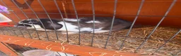 Mini Lop rabbits for sale: Full set up mini lops and hutch  - Advert 3
