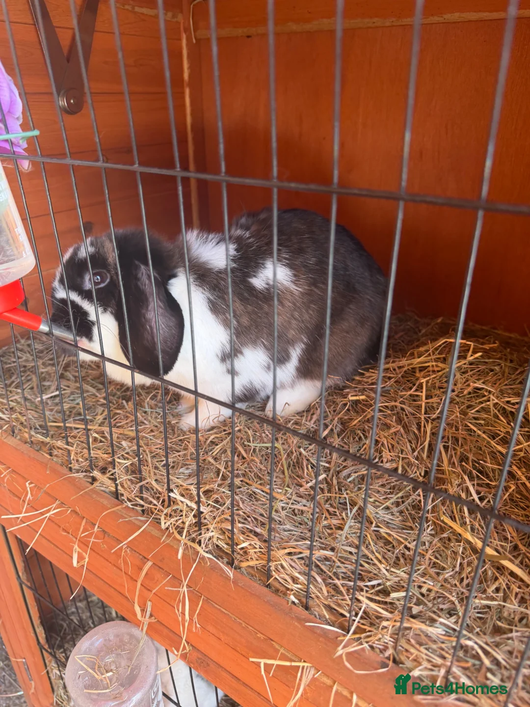 Mini Lop rabbits for sale: Full set up mini lops and hutch  - Advert 3