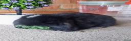 Mini Lop rabbits for sale: mini lops for sale - Advert 7