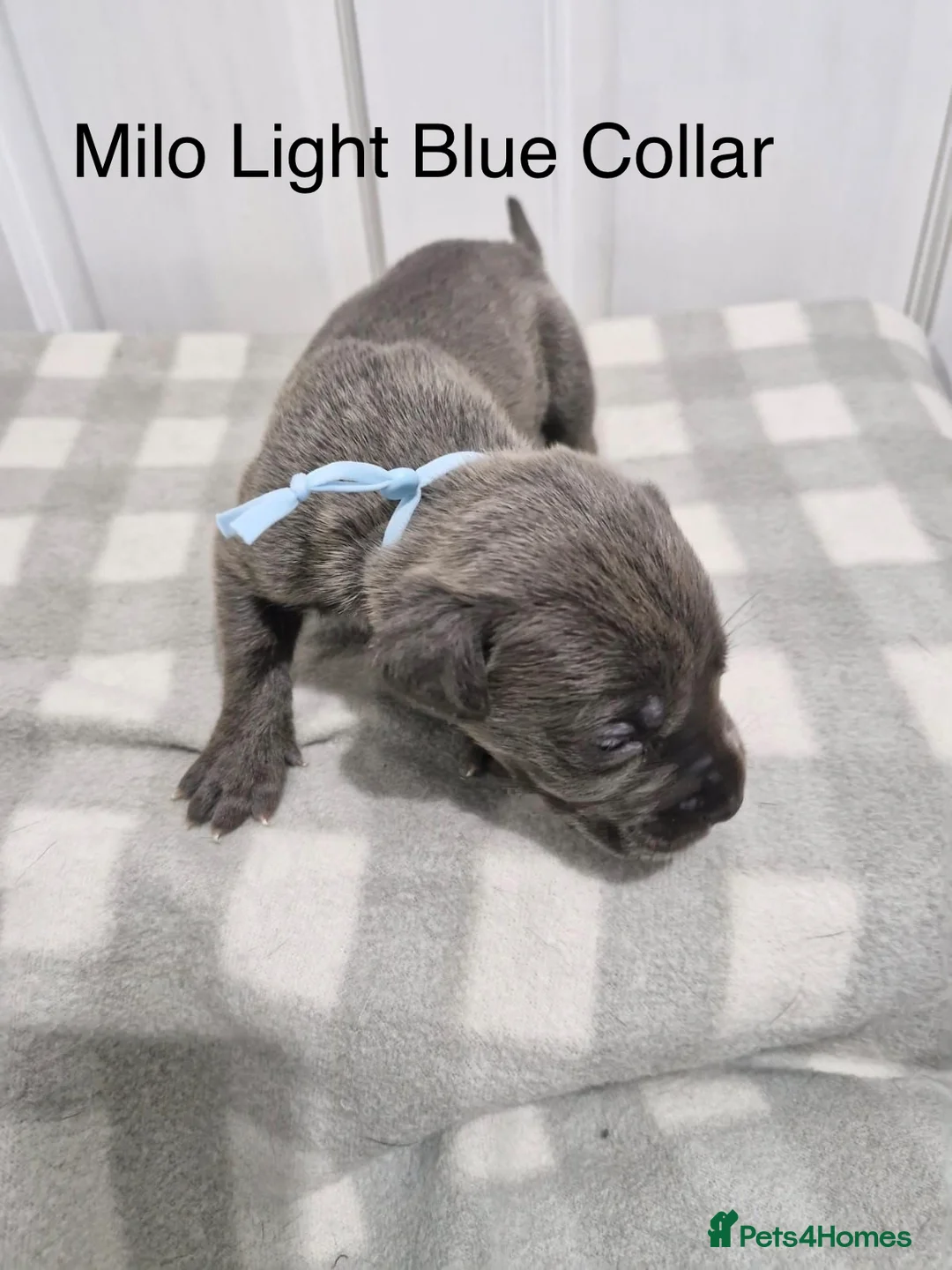 Cane Corso dogs for sale: 10 Adorable Cane Corso Puppies  in Wigan - Advert 17