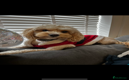 Cockapoo dogs for sale: F2 Cockapoos - Image 9