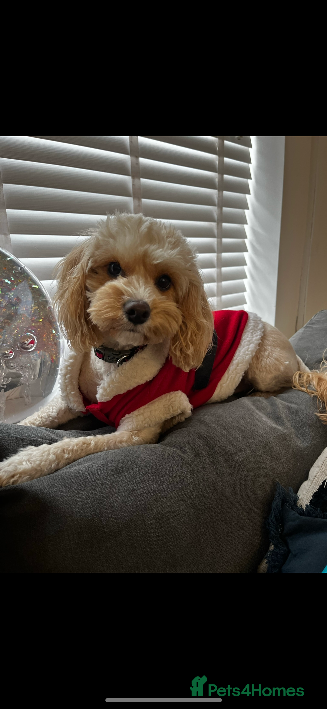 Cockapoo dogs for sale: F2 Cockapoos - Image 9