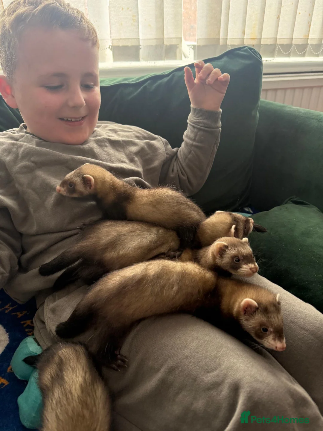 Ferret rodents for sale: 6 FERRETS FOR SALE (MIXED) - Advert 2