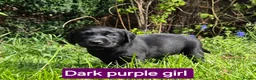 Labrador Retriever dogs for sale: Beautiful Black Labrador Puppies - Advert 6