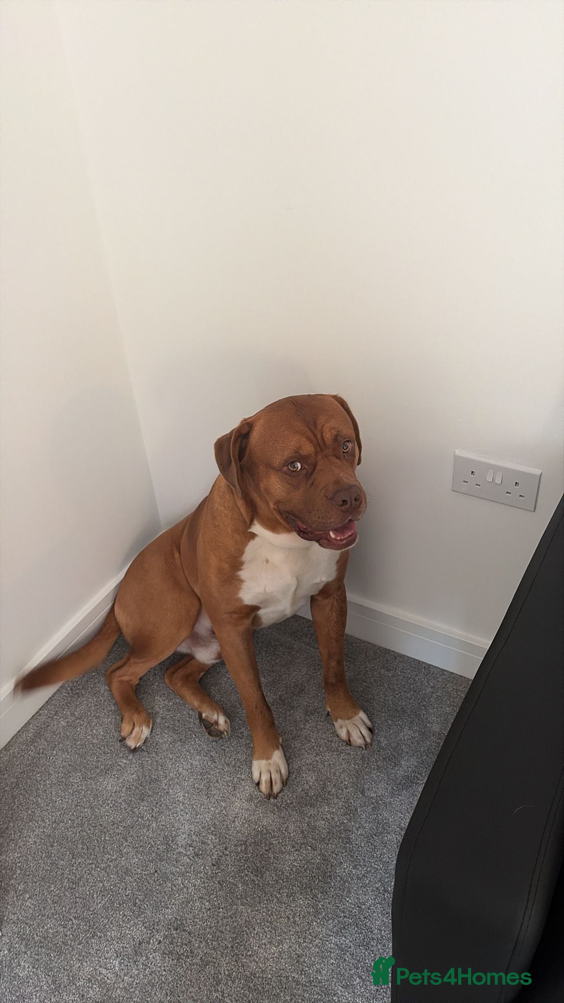 Mixed Breed dogs Scooby needs a new loving home  - Advert 2