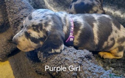 Dachshund dogs for sale: Dachshund Puppies looking for forever homes - Image 27