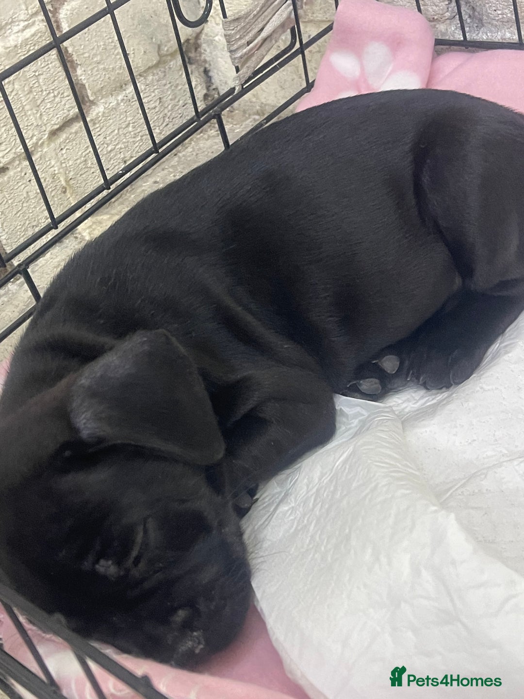 Mixed Breed dogs for sale: Dalmatian cross frenchie  - Image 3