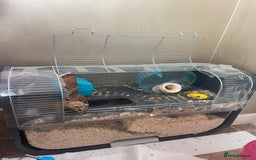 Gerbil rodents for sale: 2 male Gerbils with a cage  - Advert 5