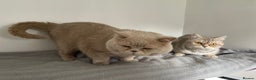 British Shorthair cats for sale: Purebred amazing BSH kittens - Advert 20