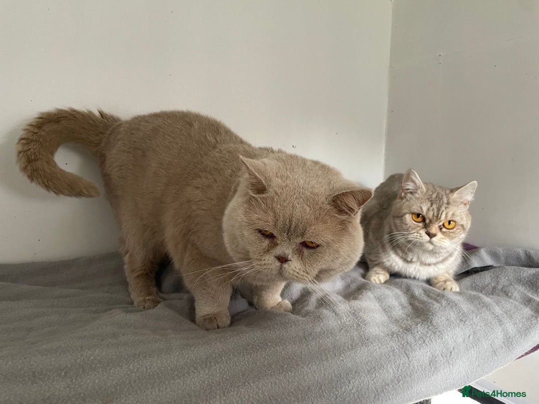 British Shorthair cats for sale: Purebred amazing BSH kittens - Advert 20