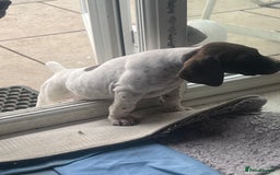 German Shorthaired Pointer dogs for sale: German shorthaired pointer - Image 11