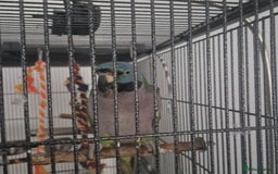Parakeets birds for sale: Lord derby parakeet - Image 2