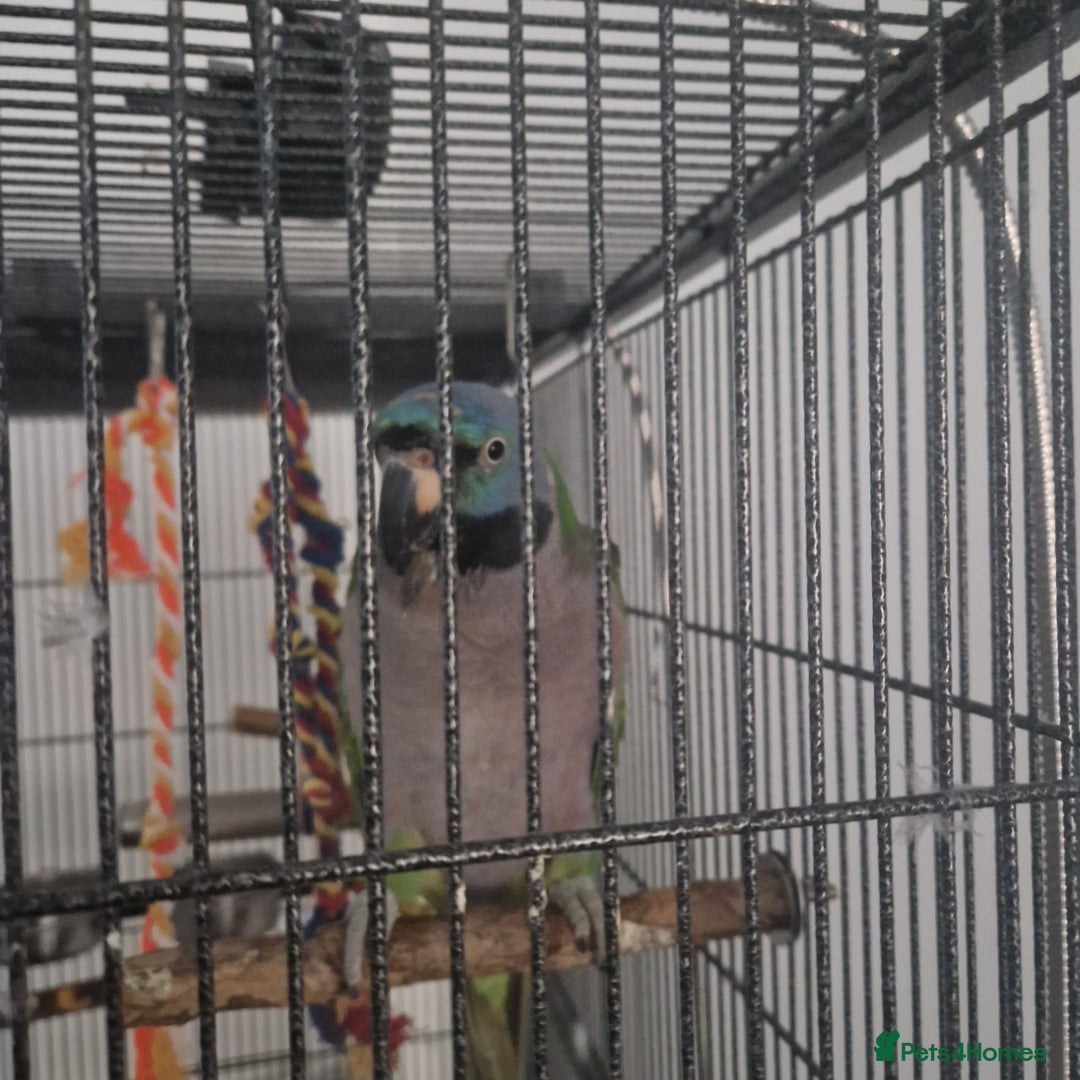 Parakeets birds for sale: Lord derby parakeet - Image 2