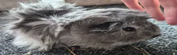 Guinea Pig rodents for sale: Gorgeous peruvian guinea pig sow - Advert 1