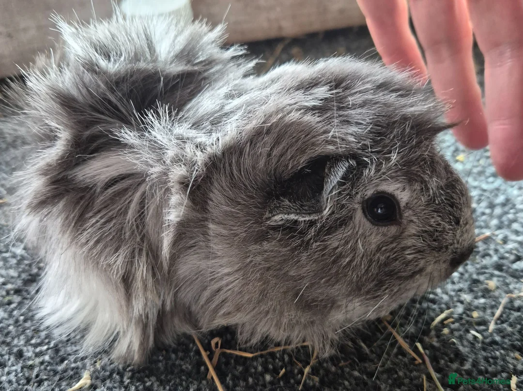 Guinea Pig rodents for sale: Gorgeous peruvian guinea pig sow - Advert 1