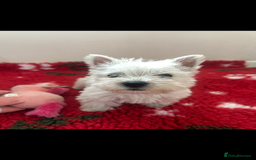 West Highland Terrier dogs for sale: 4 stunning west highland terrier puppies for sale - Image 5