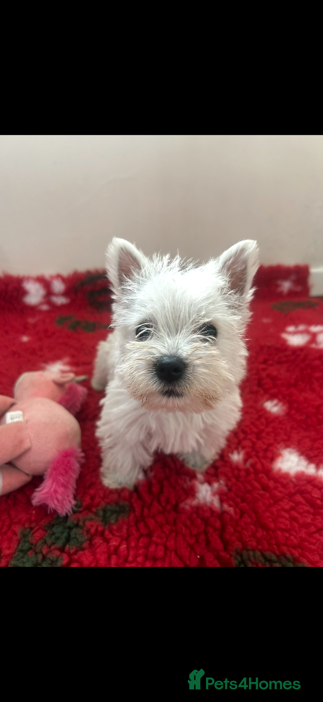 West Highland Terrier dogs for sale: 4 stunning west highland terrier puppies for sale - Image 5