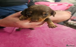 Miniature Dachshund dogs for sale: Miniature dashunds  - Image 11