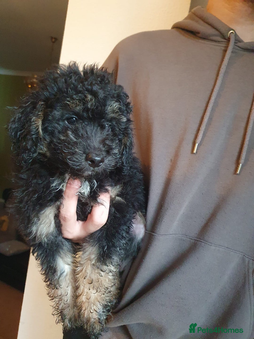 Goldendoodle dogs for sale: 🐶 Stunning goldendoodle puppies 🐶 - Image 2