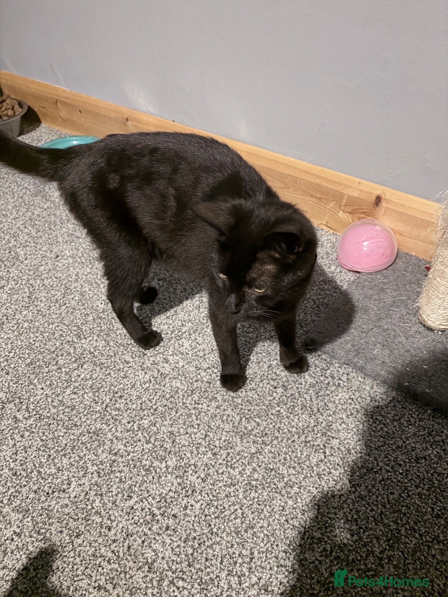 Mixed Breed cats Black kittens for sale - Advert 1