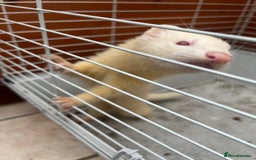 Ferret rodents for sale: 2 boy ferrets  - Image 3