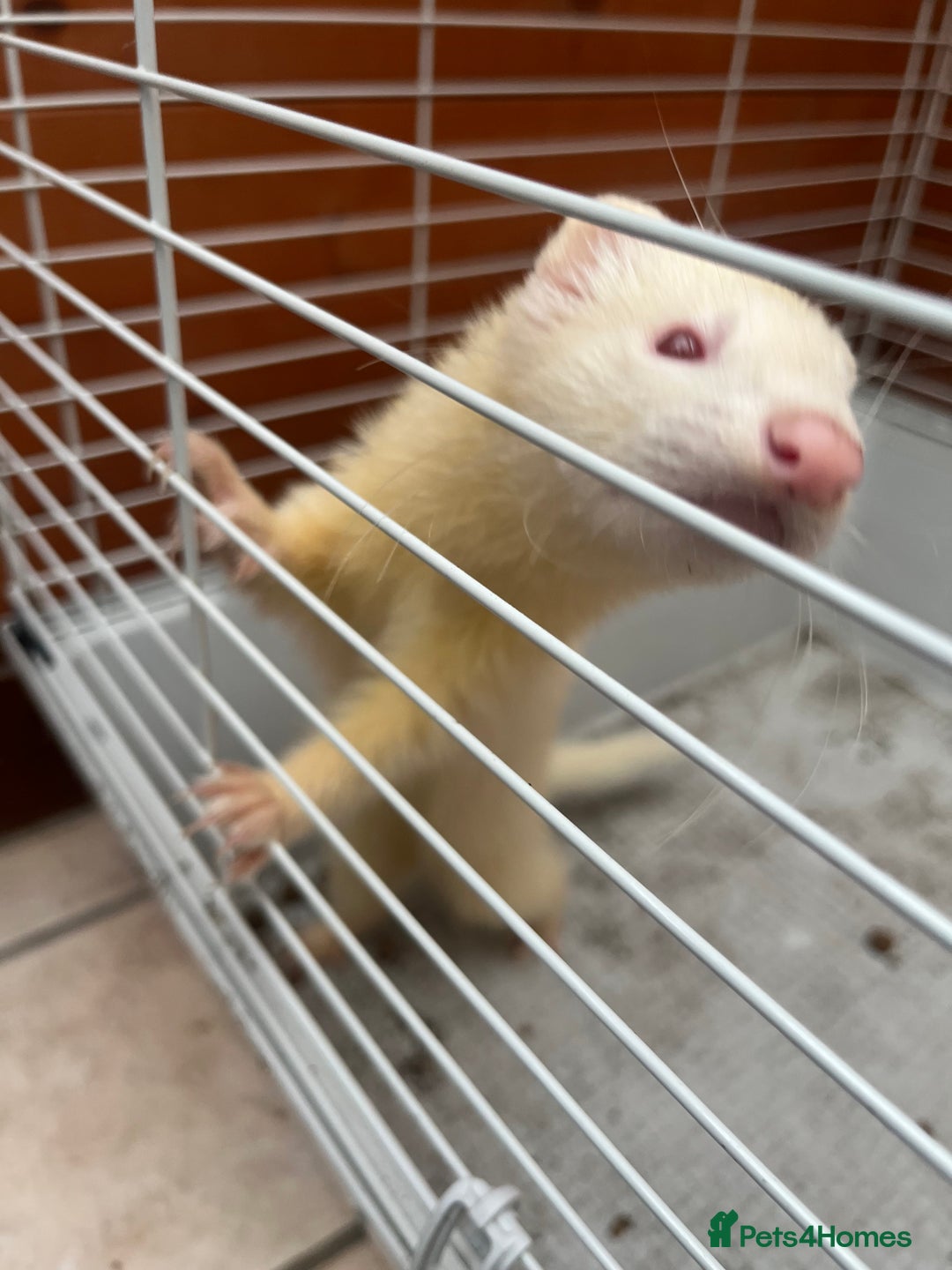 Ferret rodents for sale: 2 boy ferrets  - Image 3