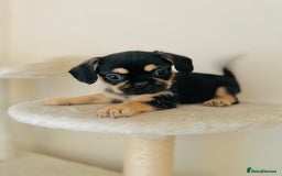 Mixed Breed dogs for sale: 3 gorgeous pups ready now - Image 3