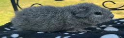 Guinea Pig rodents for sale: Guniea pigs. - Advert 3